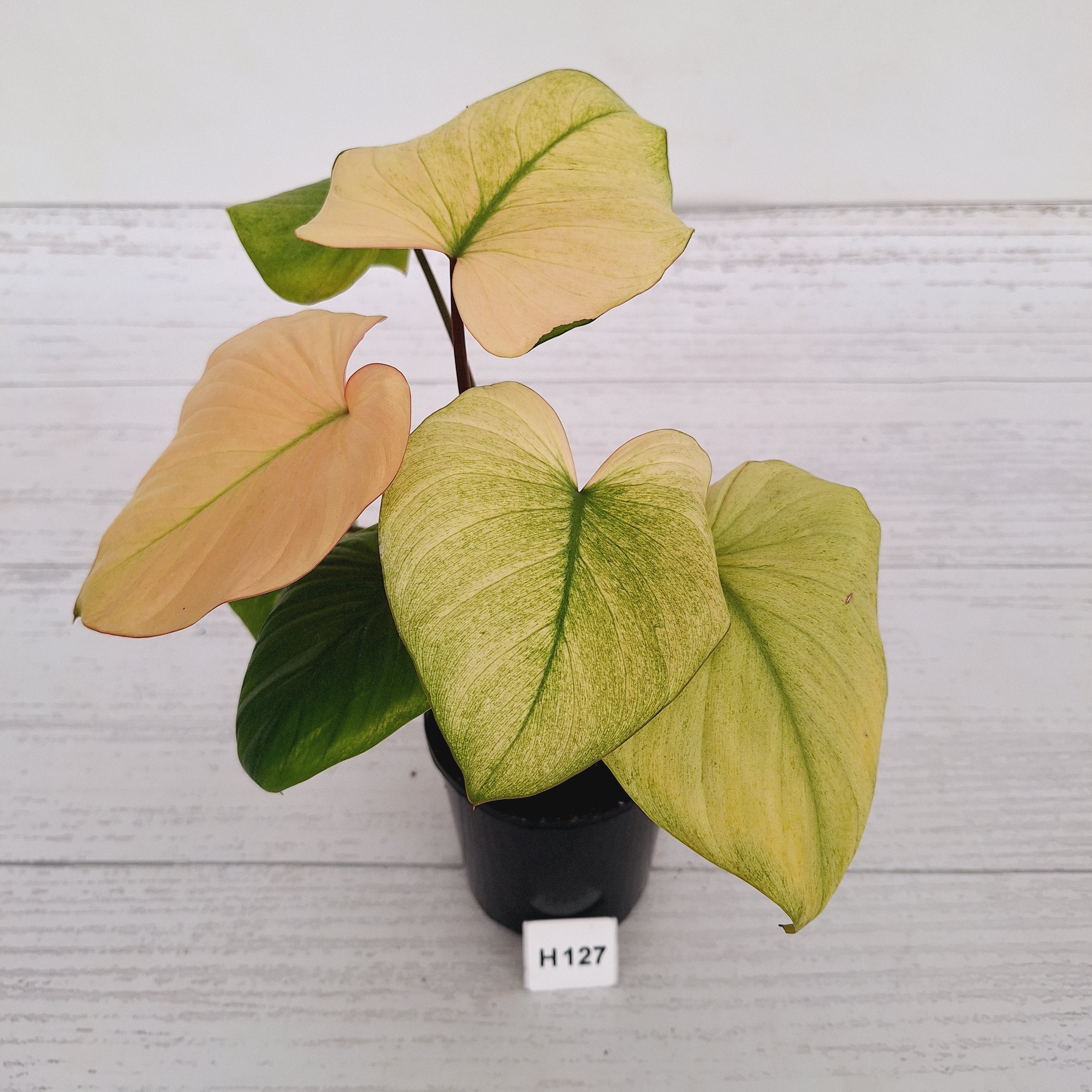 Homalomena rubescens Variegata -