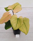 Homalomena rubescens Variegata -