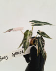 Alocasia Amazonica bambino Variegata - Bare Bottom Baby