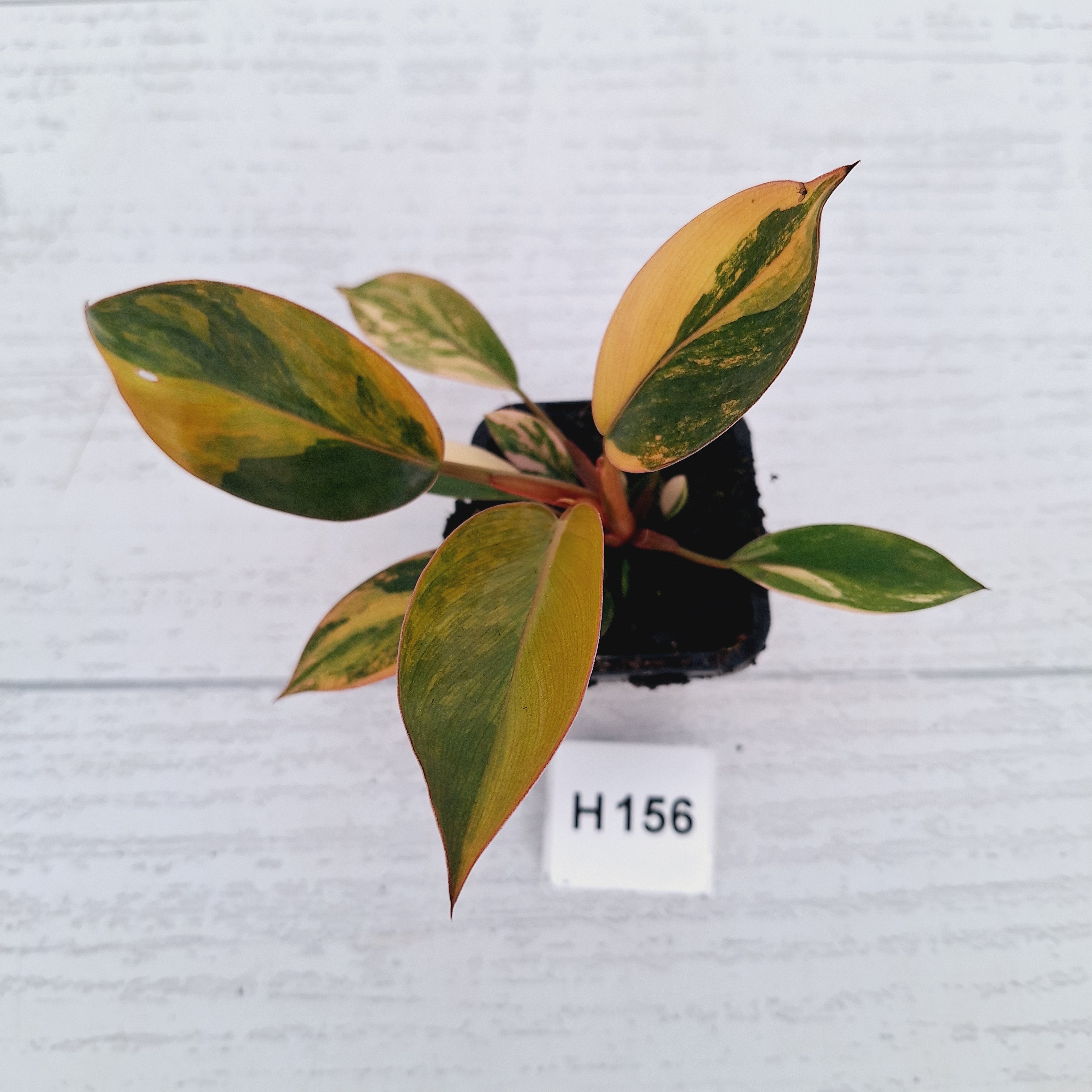 Philodendron 'Rojo Congo Variegated' - SALE