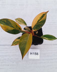 Philodendron 'Rojo Congo Variegated' - SALE