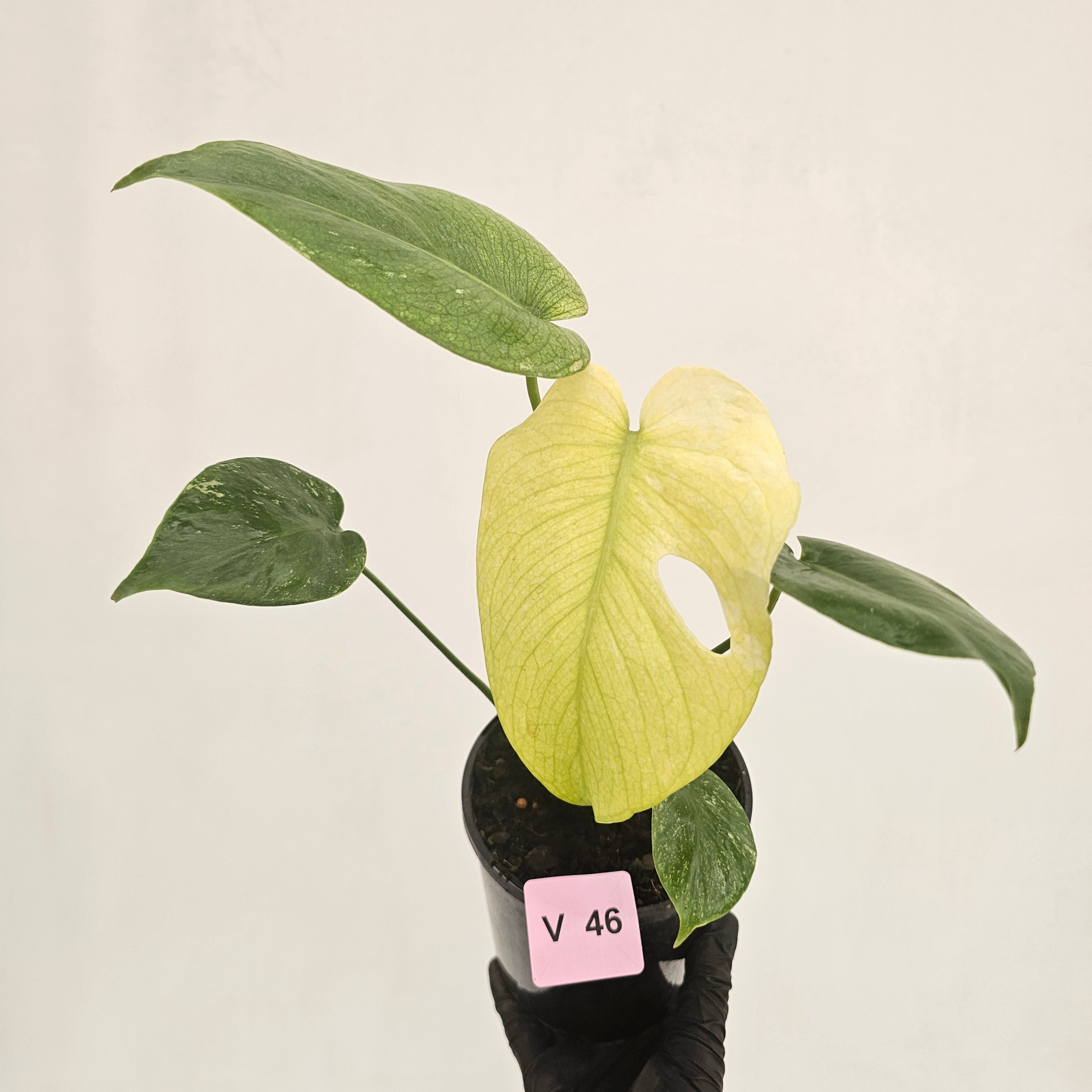 Monstera Deliciosa 'Mint' - SALE