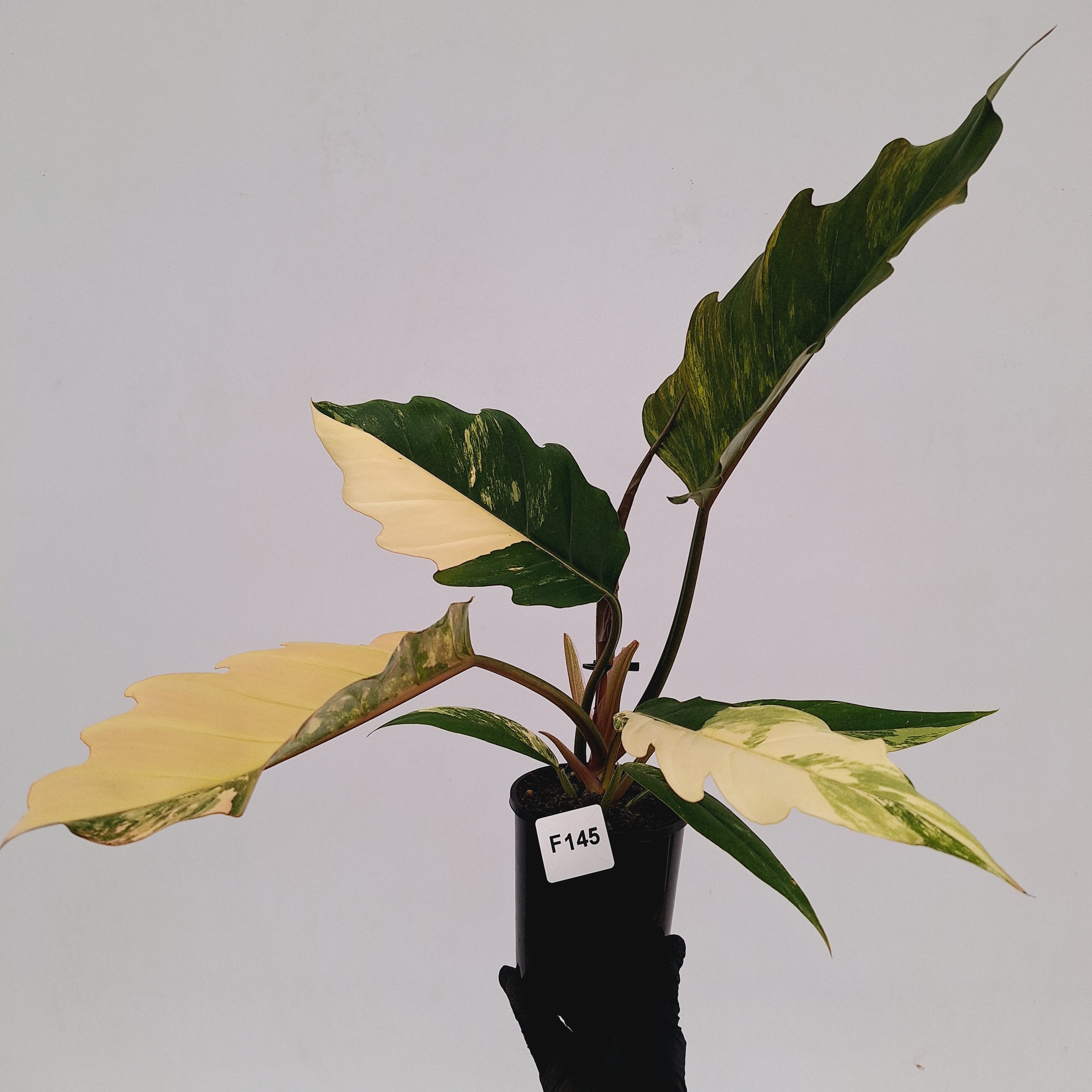 Philodendron serratum Caramel Marble