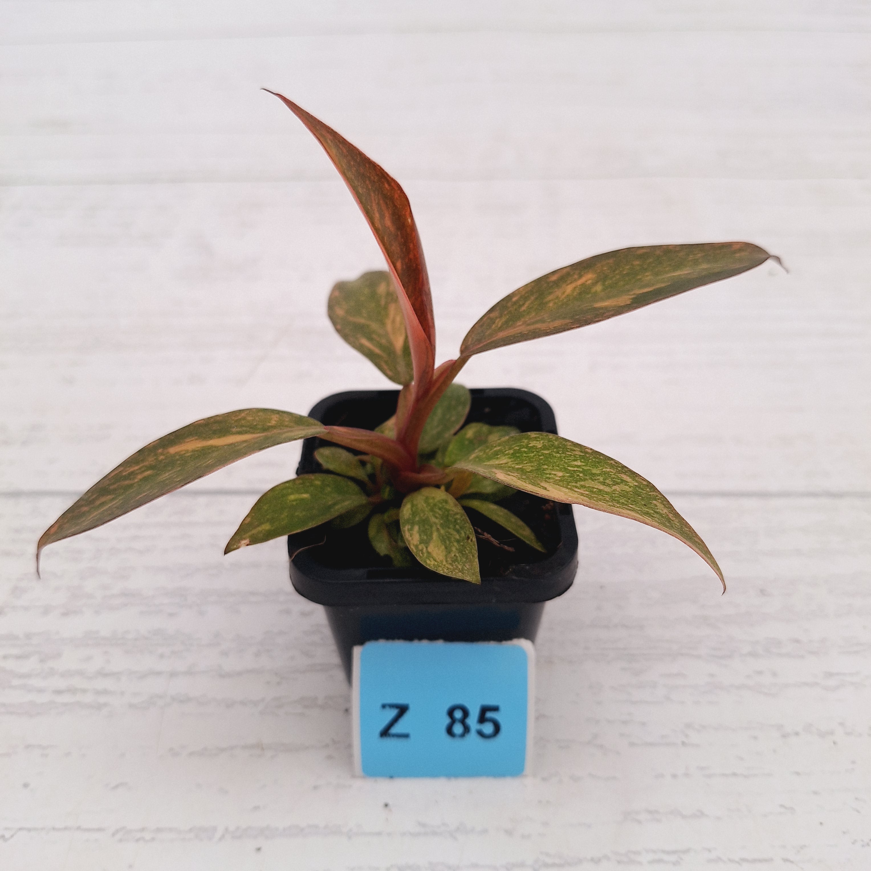 Philodendron 'Orange Princess'