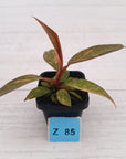 Philodendron 'Orange Princess'