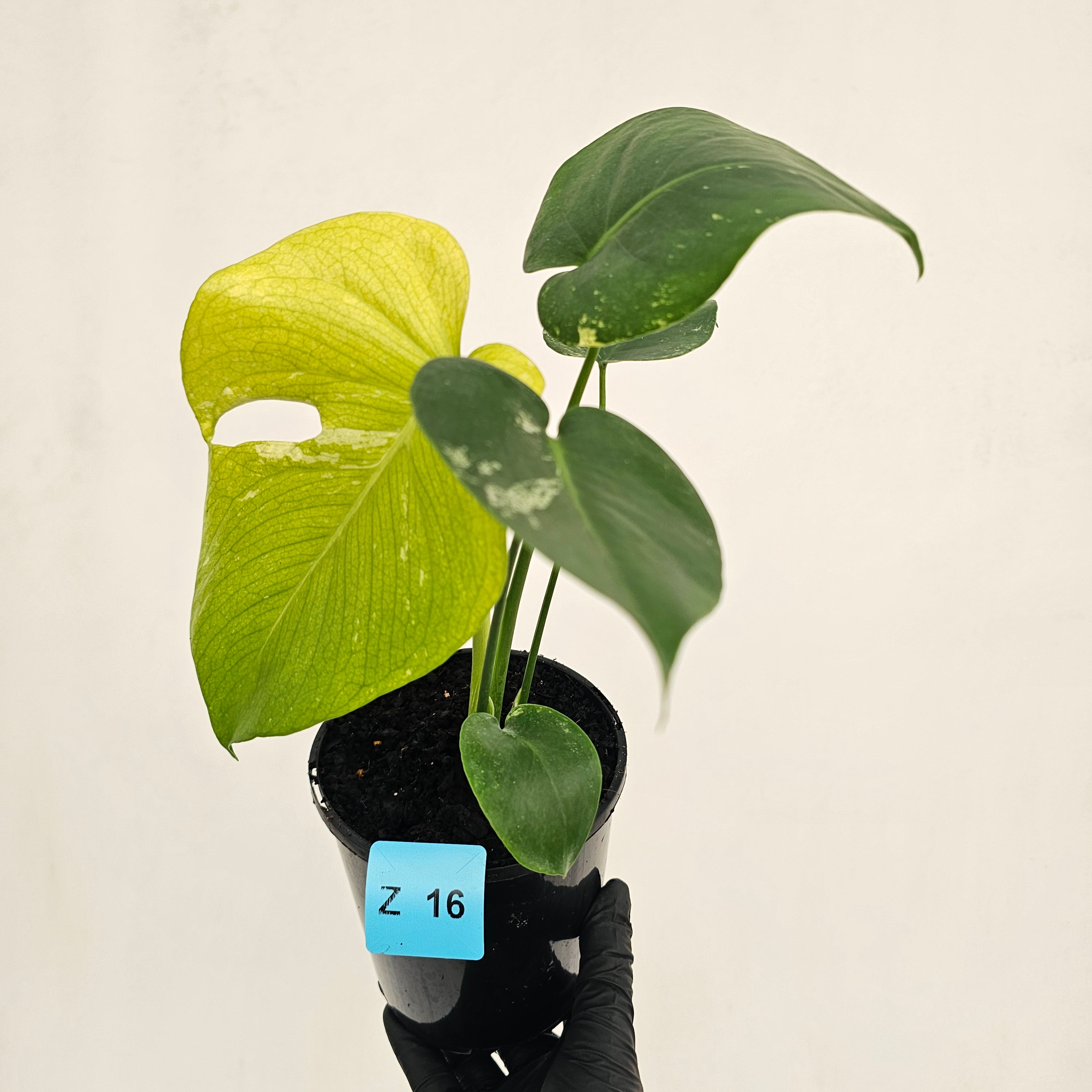 Monstera Deliciosa 'Mint'
