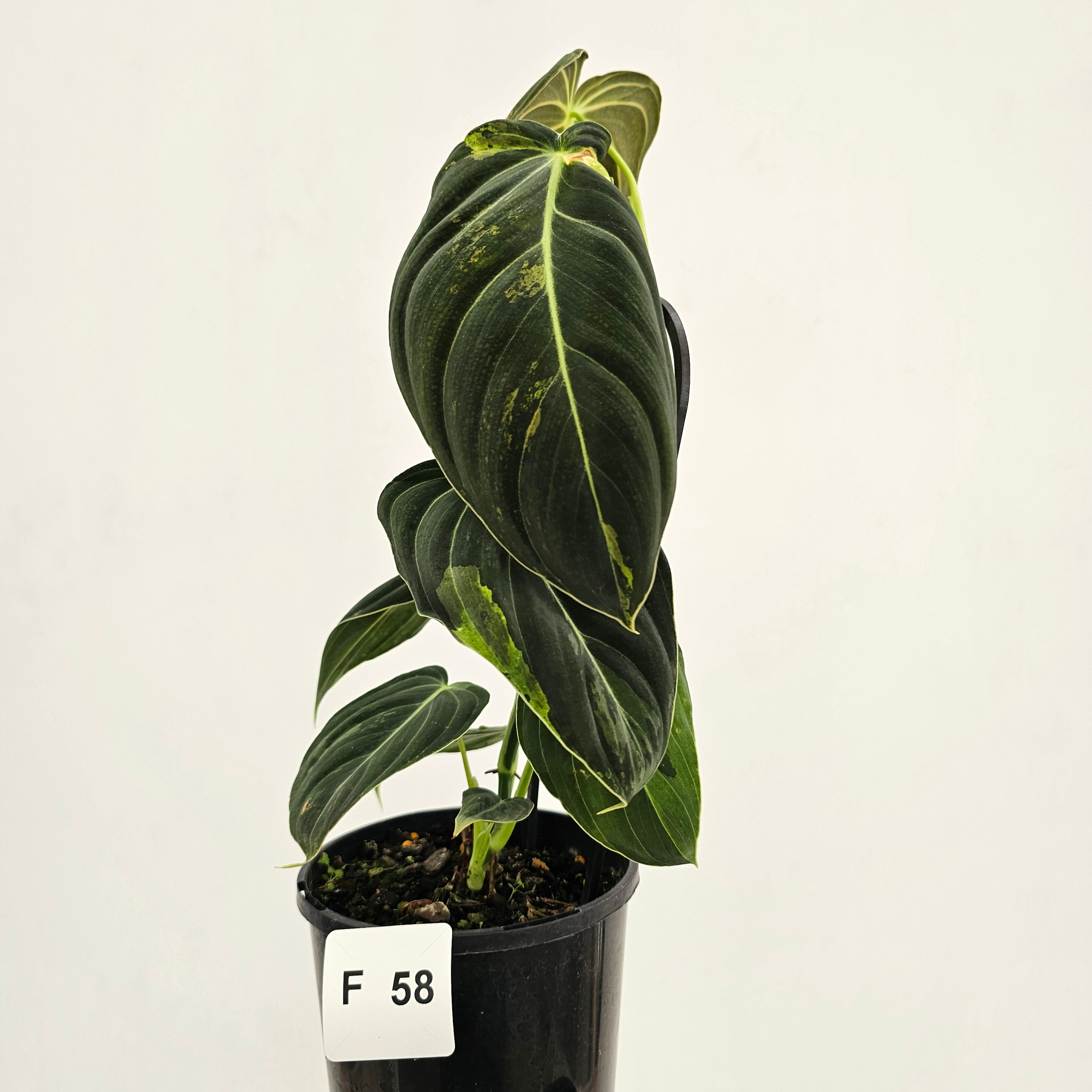 Philodendron melanochrysum Variegata