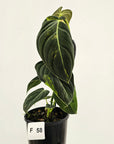Philodendron melanochrysum Variegata