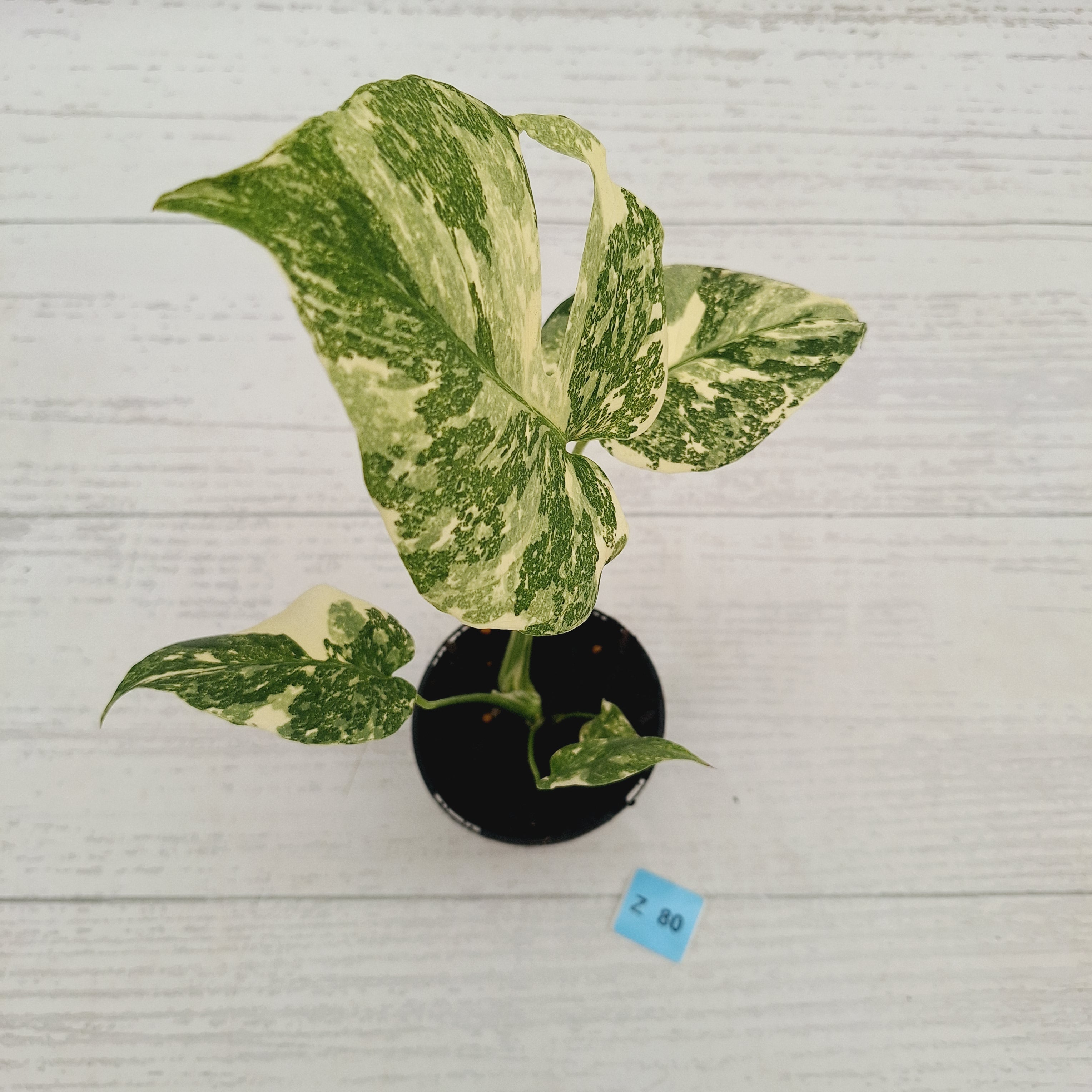 Monstera deliciosa Thai Constellation