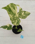 Monstera deliciosa Thai Constellation