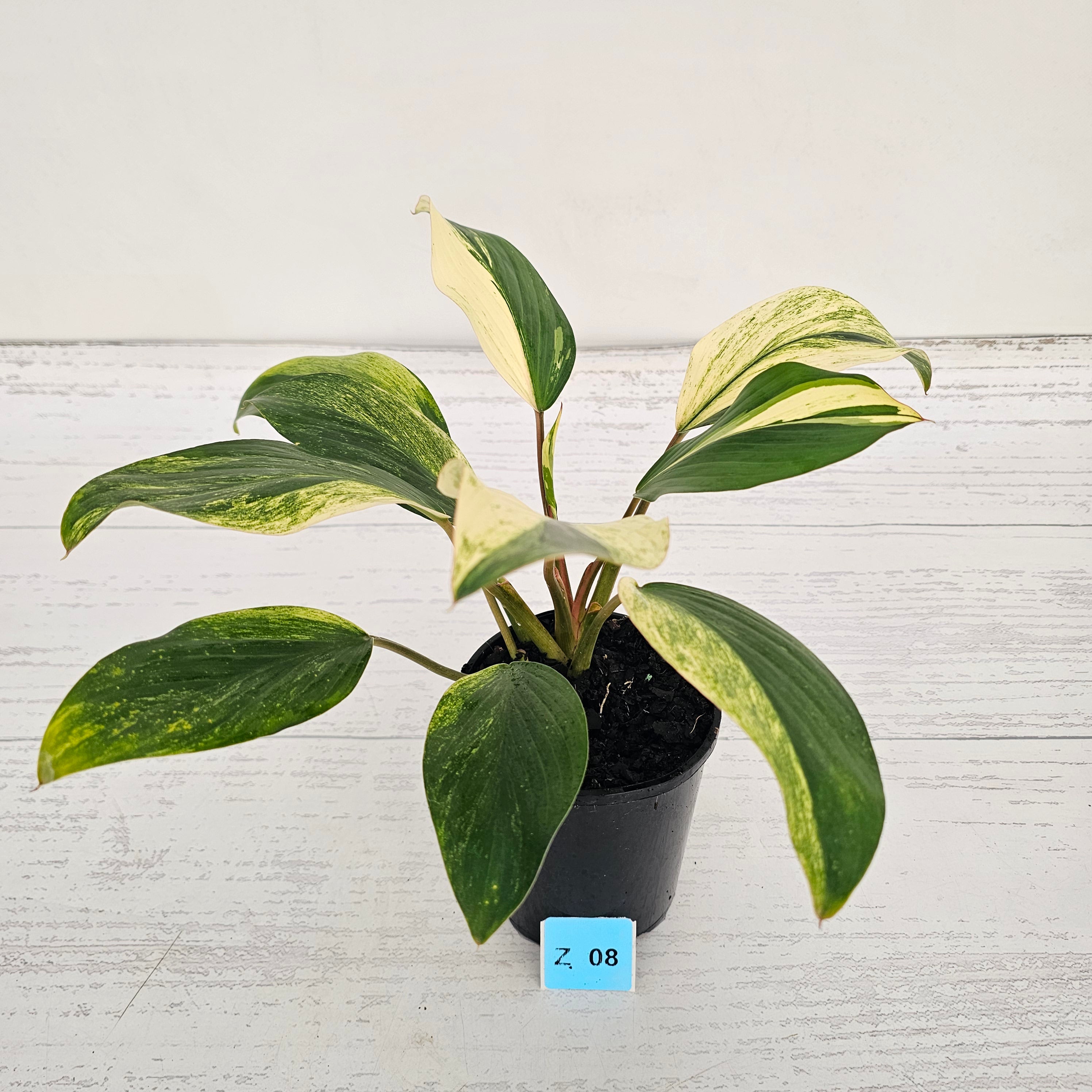 Homalomena Tropical Green Variegata -sale