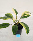 Homalomena Tropical Green Variegata -sale