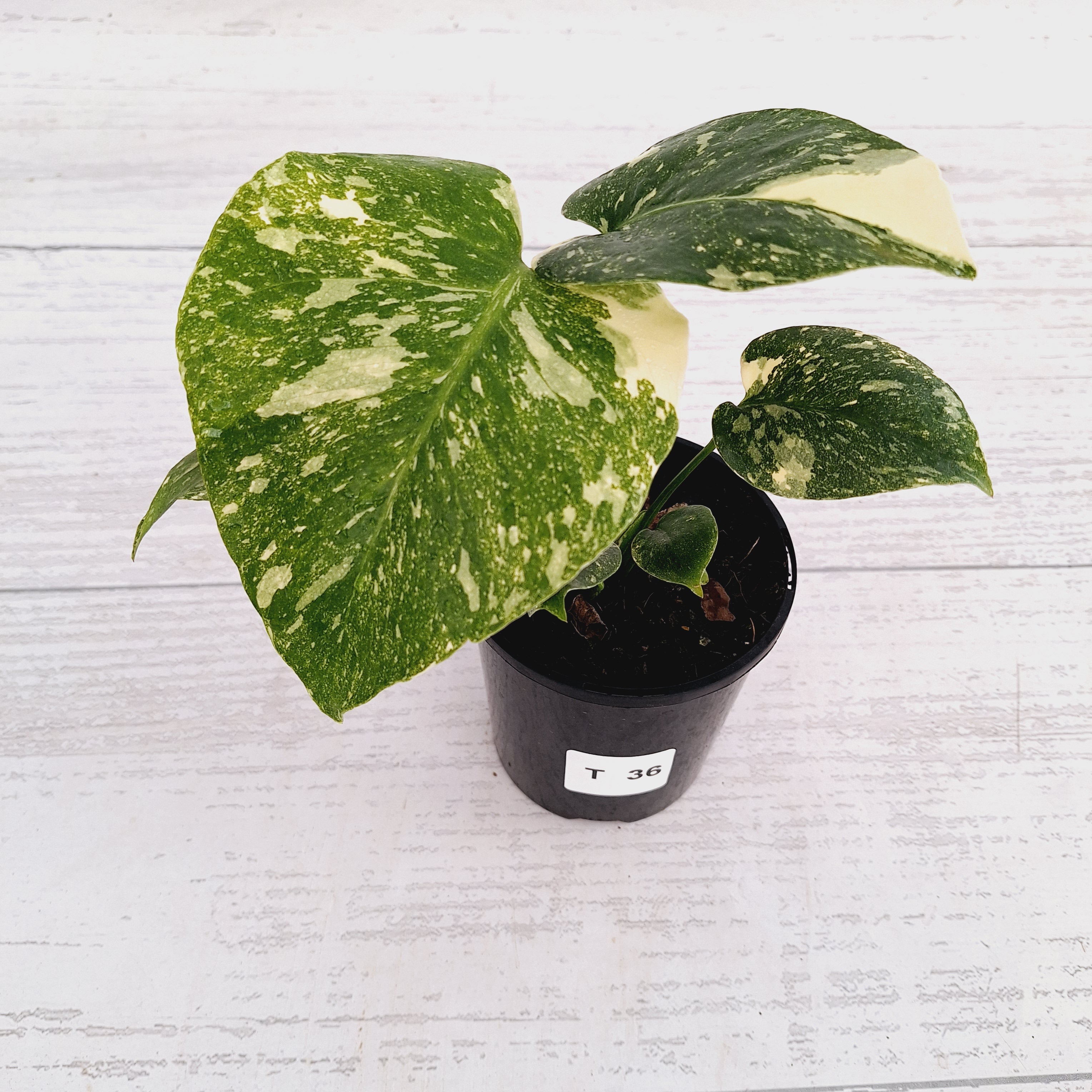Monstera deliciosa Thai Constellation Sports