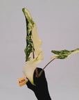 Alocasia sarian variegata