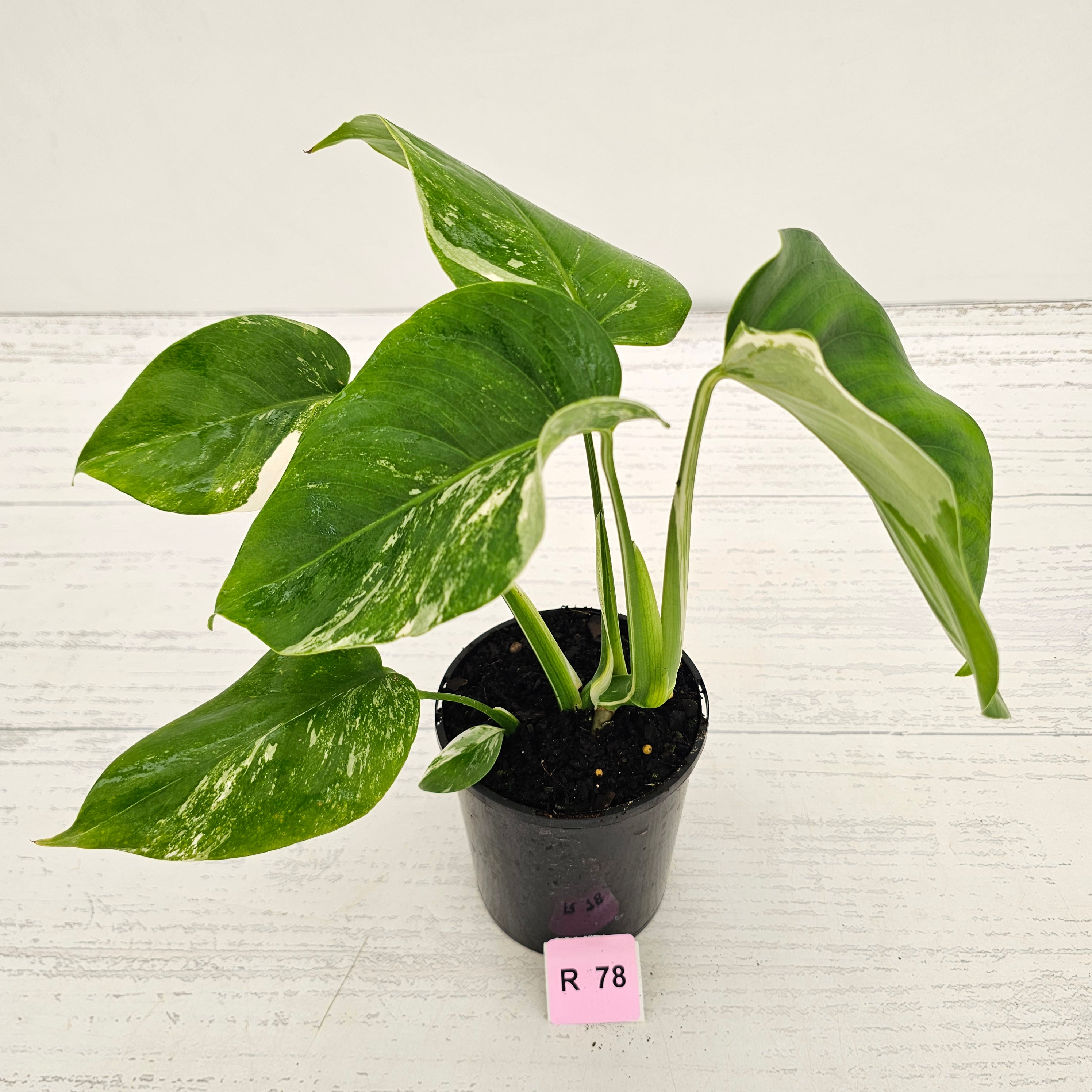 Monstera borsigiana 'Albo'