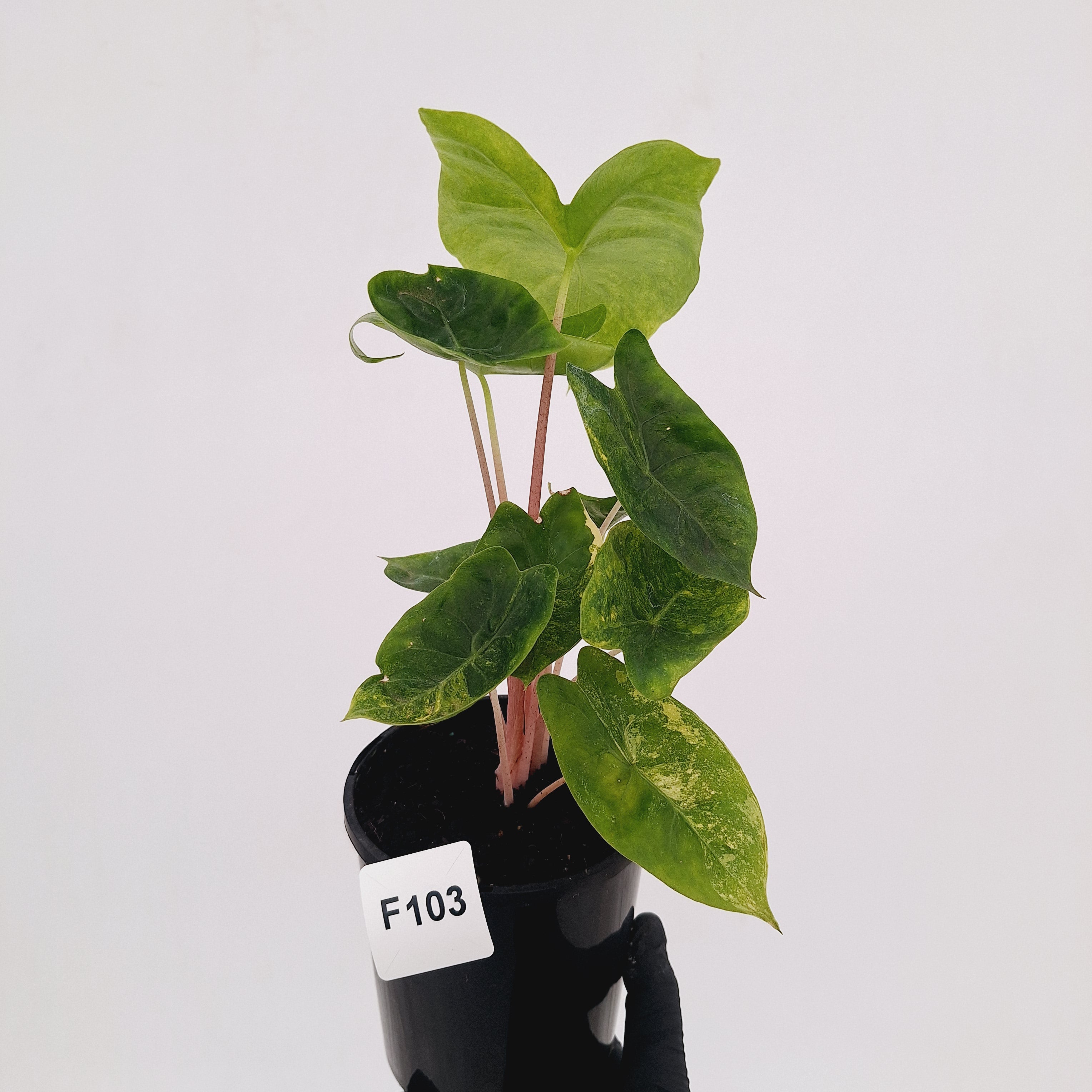 Alocasia 'Morocco' Variegated - SALE