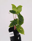Alocasia 'Morocco' Variegated - SALE