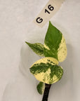 Monstera Deliciosa Mint - Bare Bottom Baby - SALE