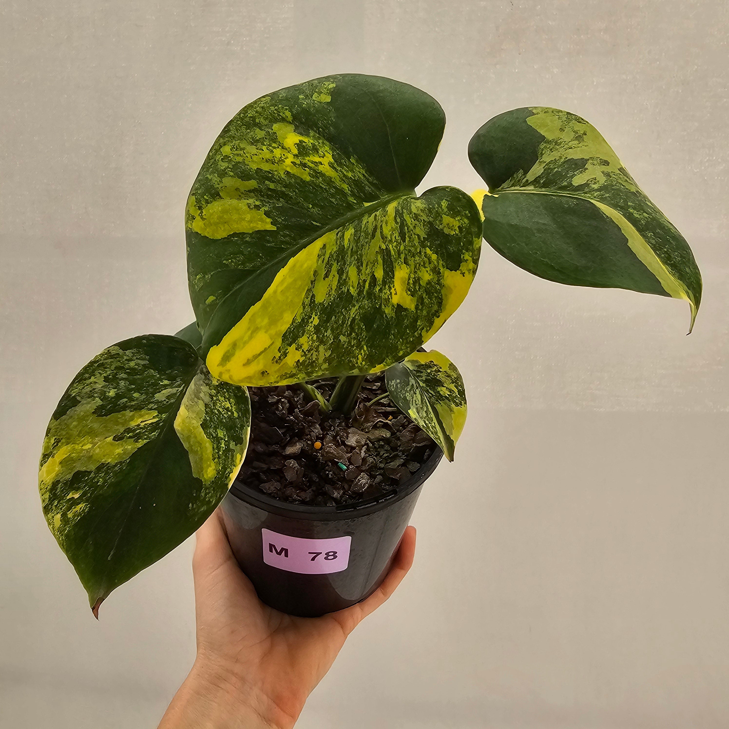Monstera deliciosa Aurea 'Yellow Marilyn'
