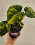 Monstera deliciosa Aurea 'Yellow Marilyn'