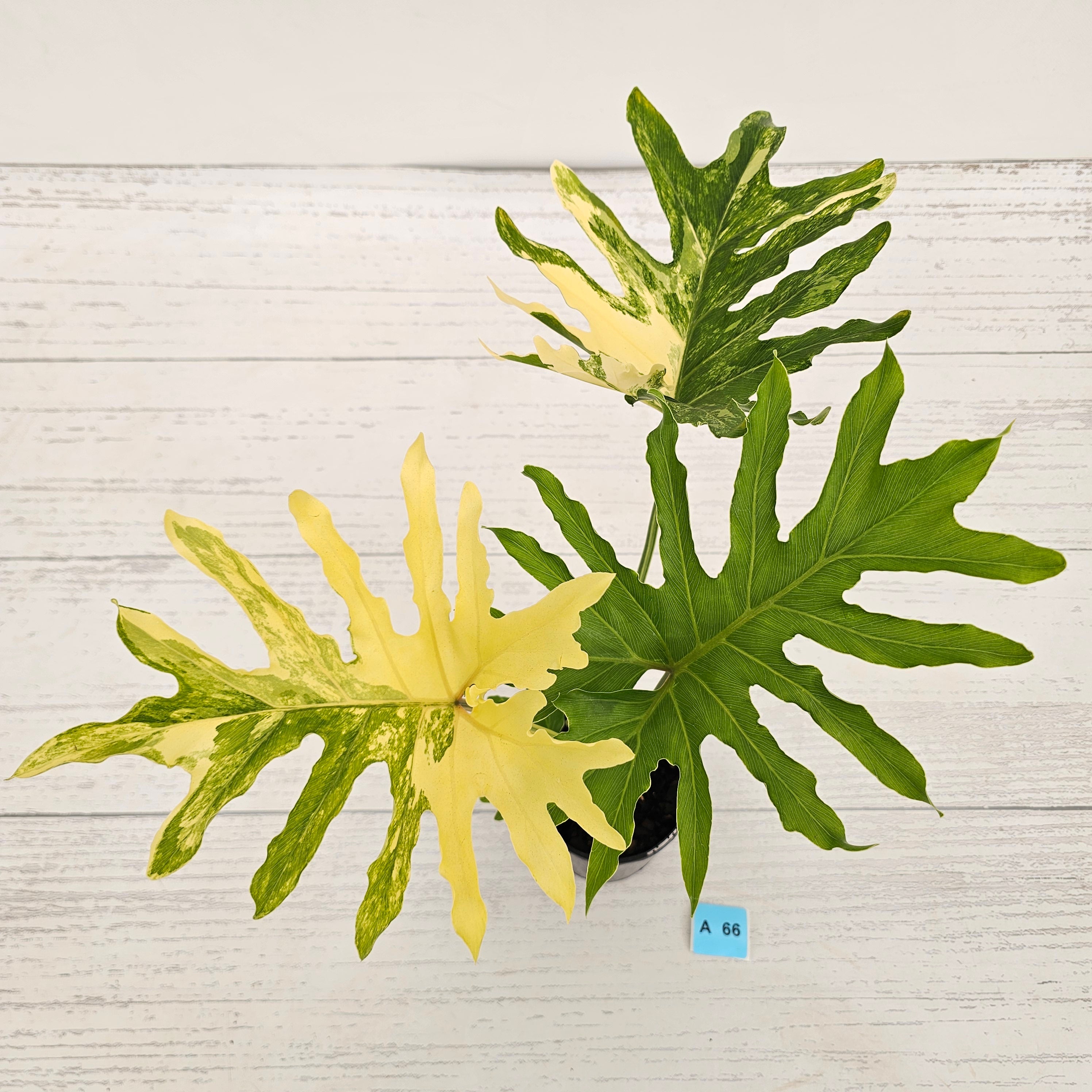 Philodendron selloum Variegata