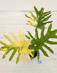 Philodendron selloum Variegata