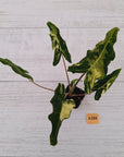 Alocasia sarian variegata