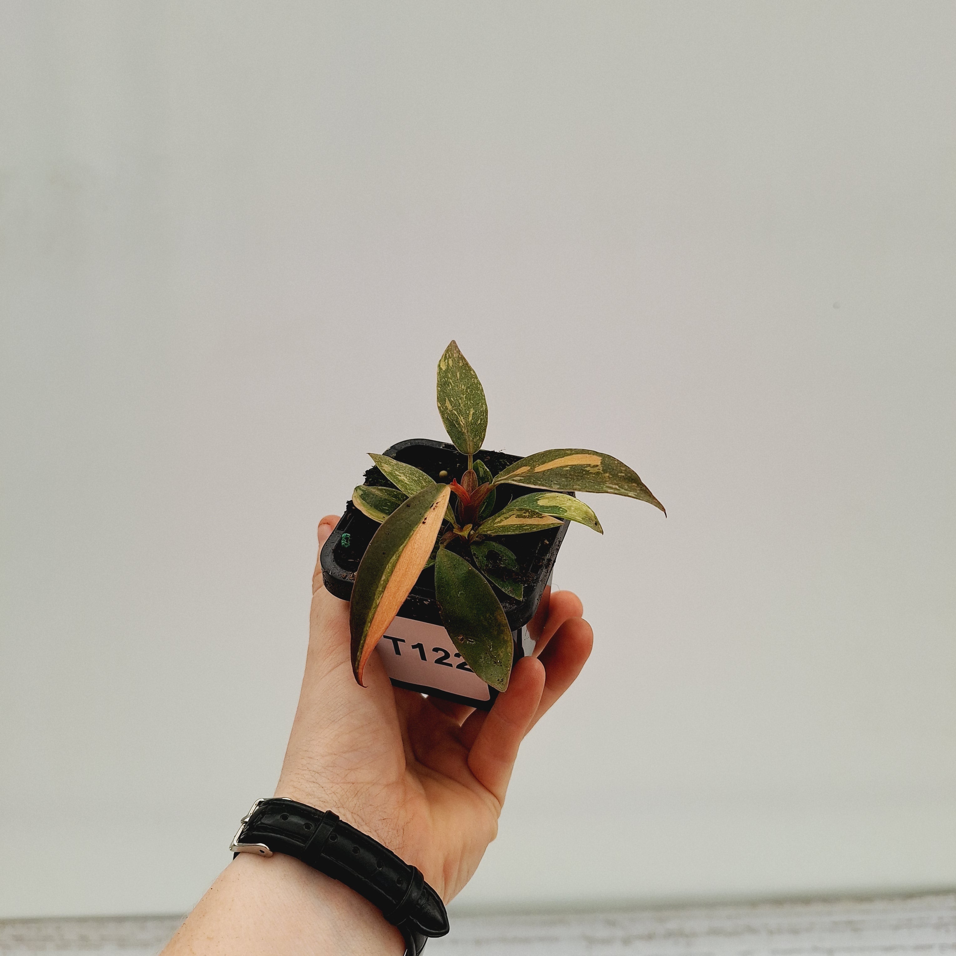 Philodendron &#39;Orange Princess&#39;