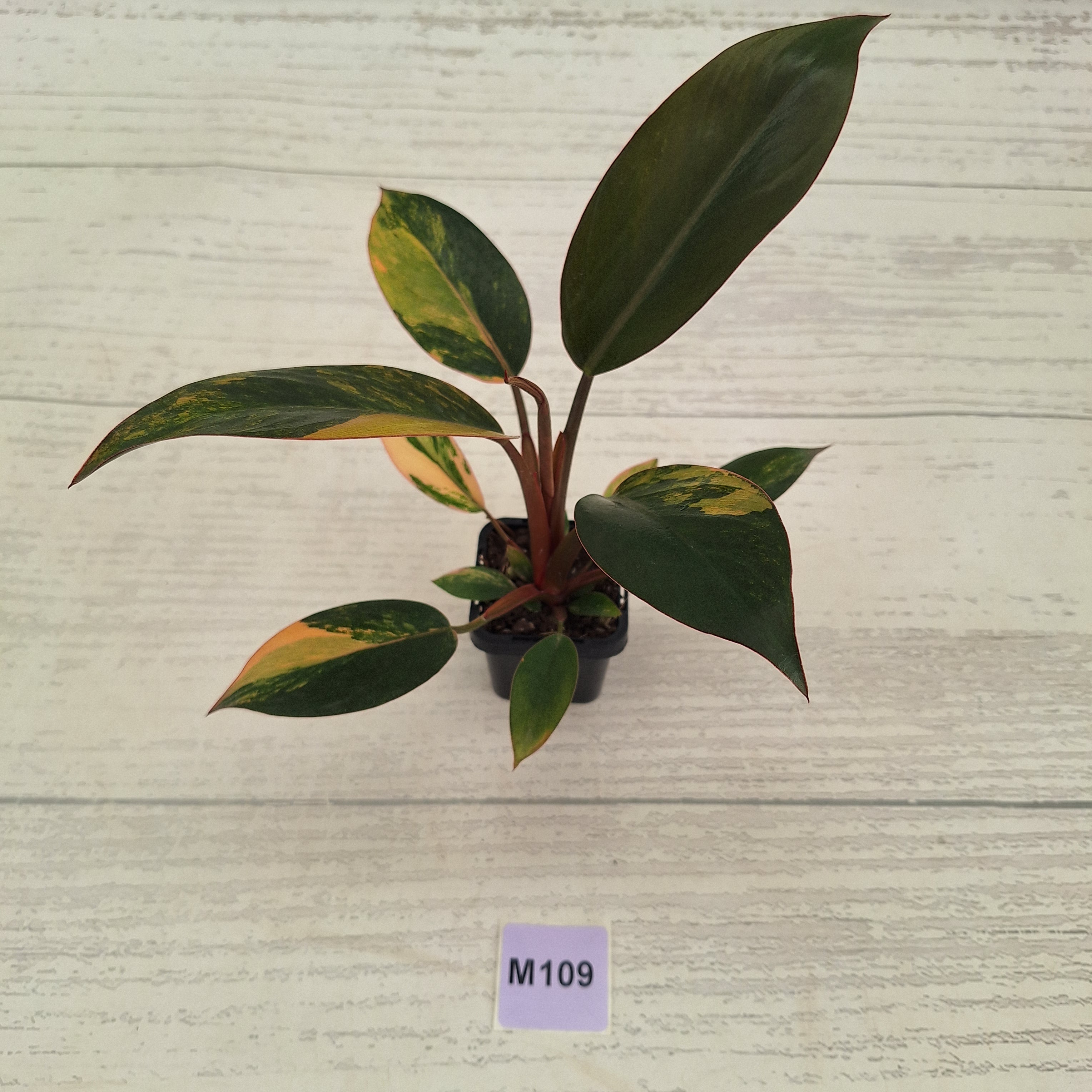 Philodendron 'Rojo Congo Variegated' 70mm