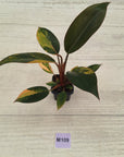 Philodendron 'Rojo Congo Variegated' 70mm
