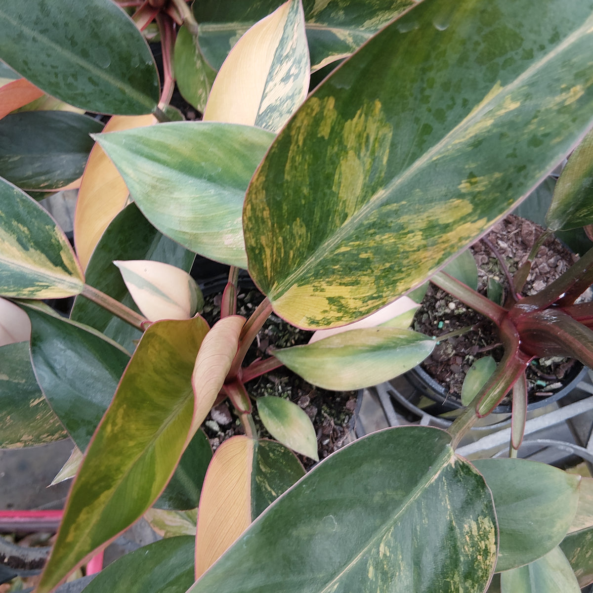 Philodendron 'Rojo Congo Variegated' - Perfectly Imperfect