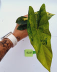 Alocasia ‘Simpo Aurea’ Variegata - Bare Bottom Baby