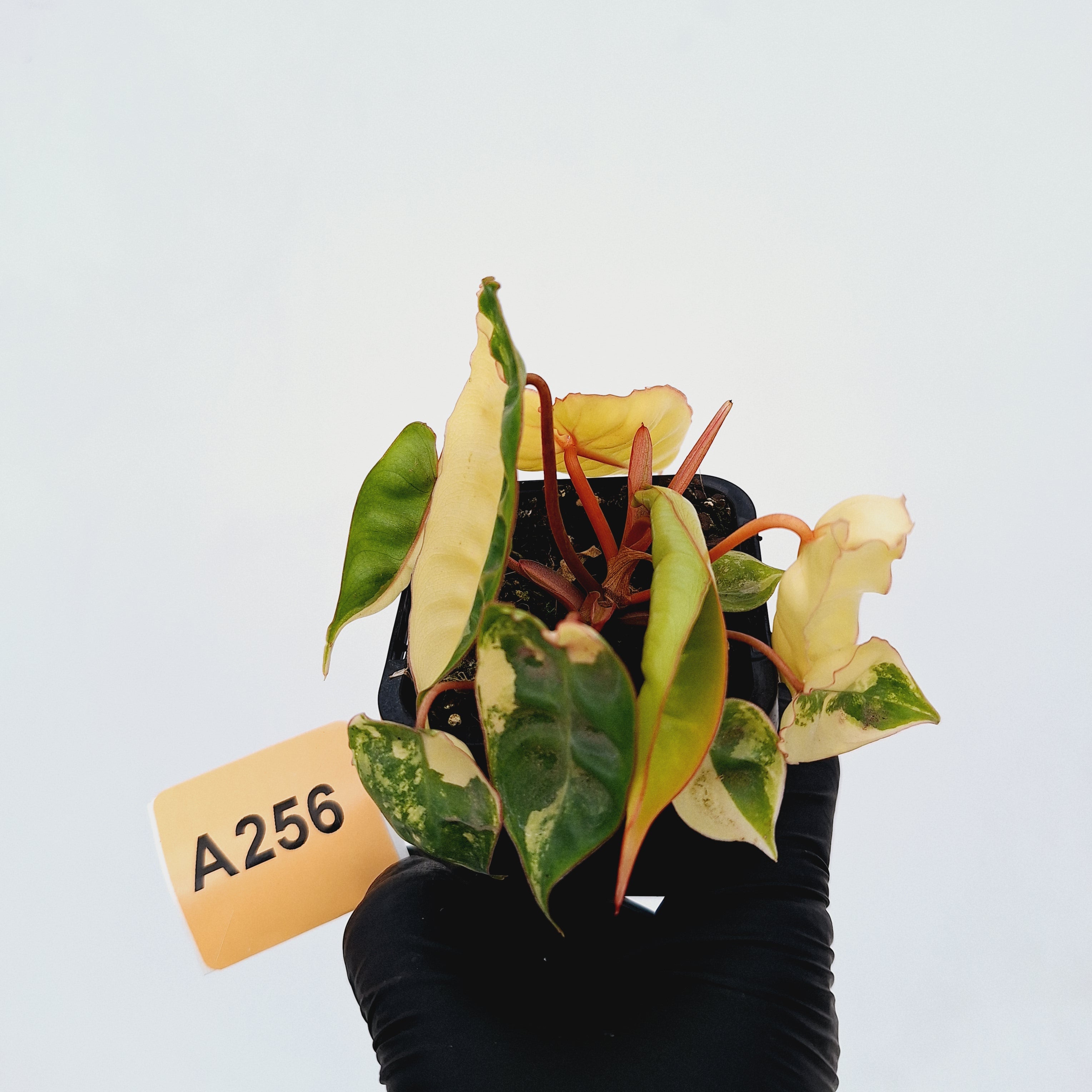 Philodendron billietiae Variegata