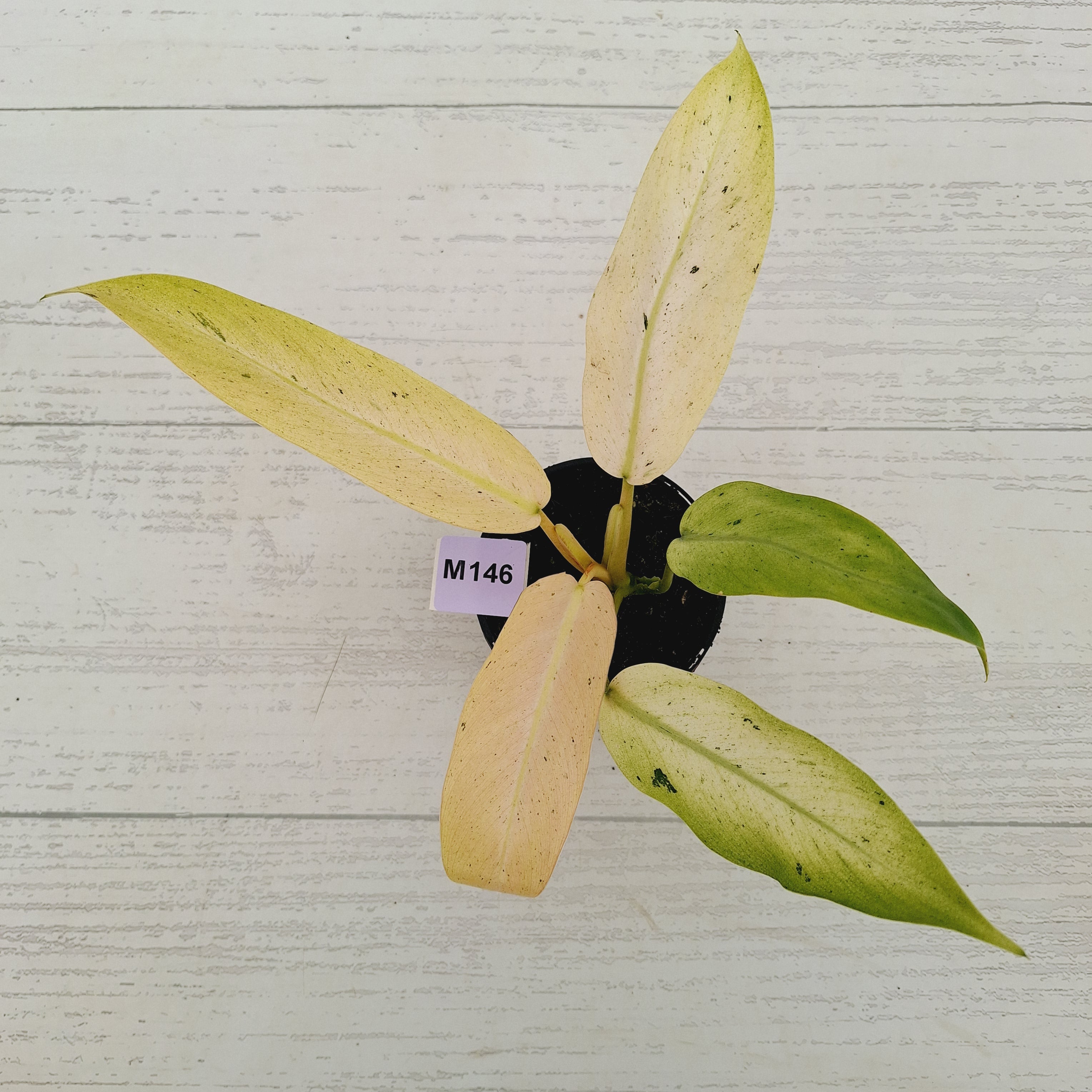 Philodendron  'Whipple Way' SALE