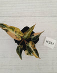Alocasia Amazonica  bambino Variegata