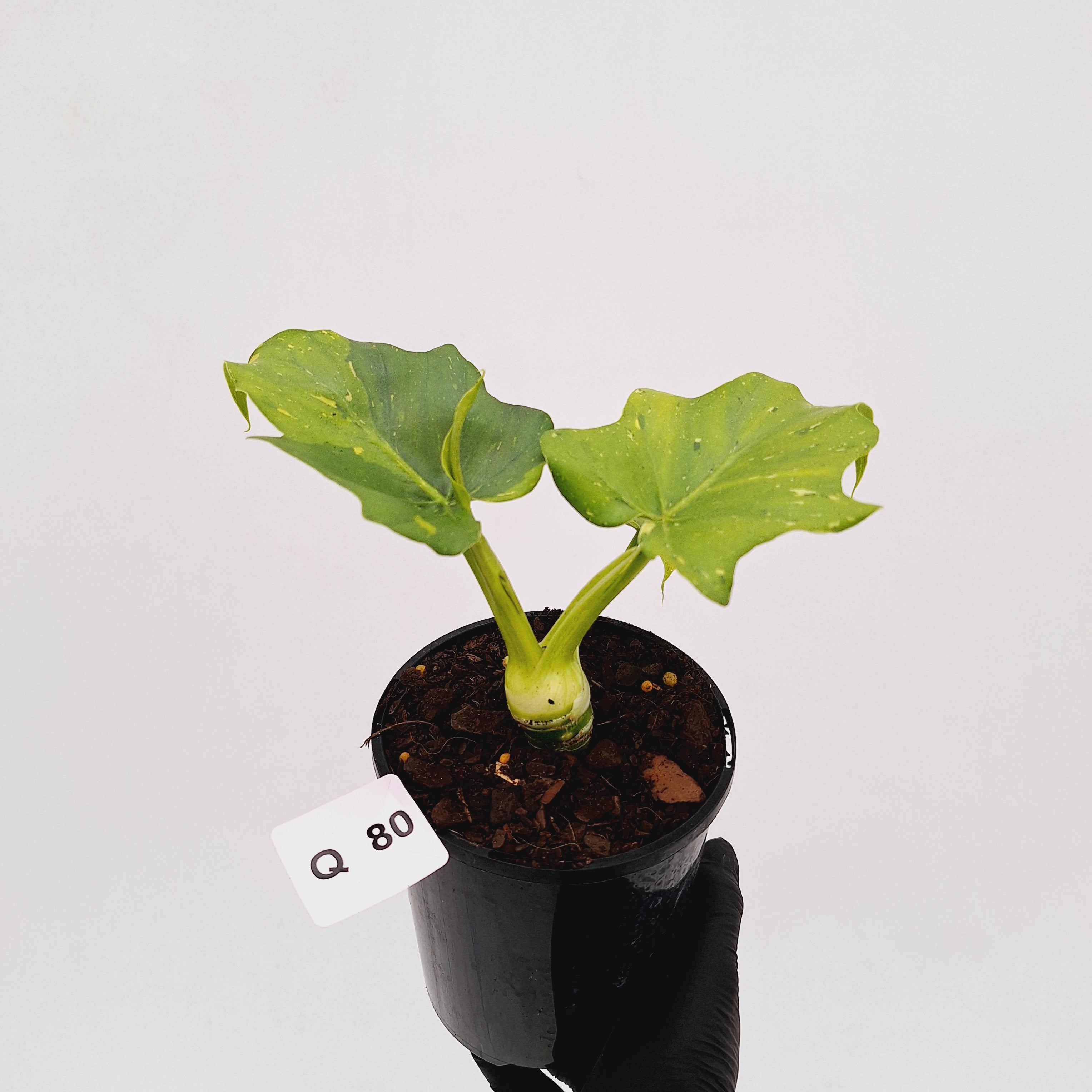 Philodendron warscewiczii Gold Variegata