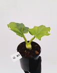 Philodendron warscewiczii Gold Variegata