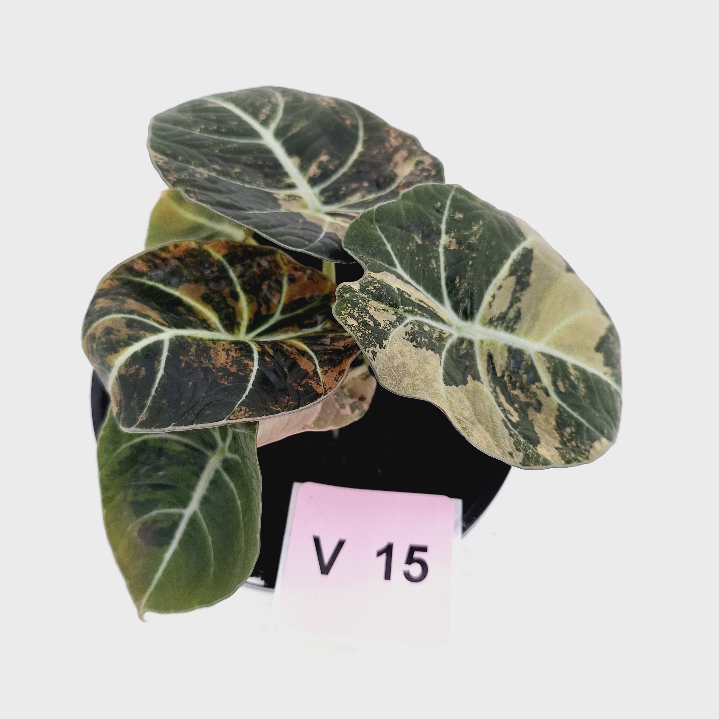 Alocasia reginula 'Black Velvet variegata'