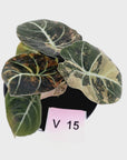 Alocasia reginula 'Black Velvet variegata'