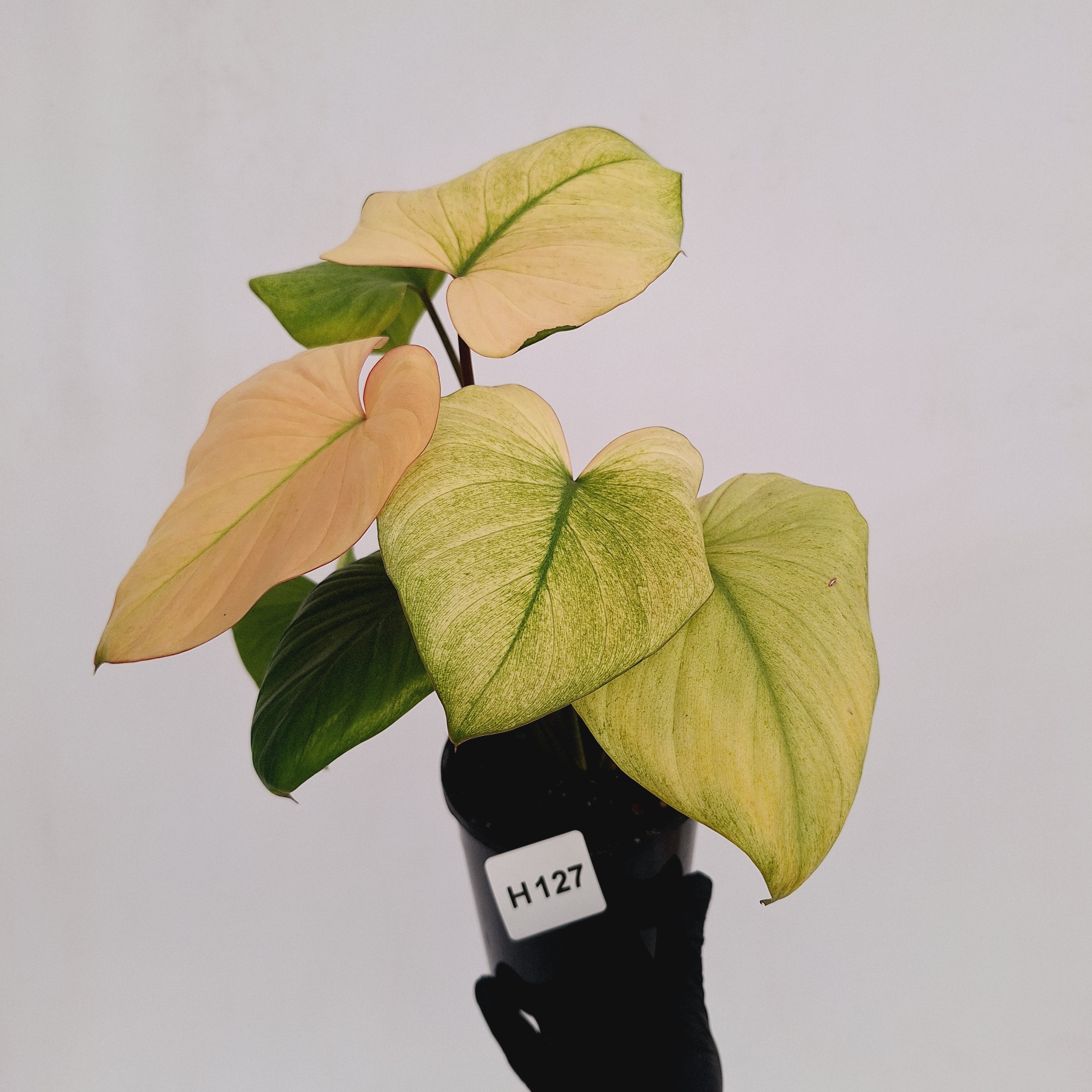 Homalomena rubescens Variegata -