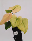 Homalomena rubescens Variegata -