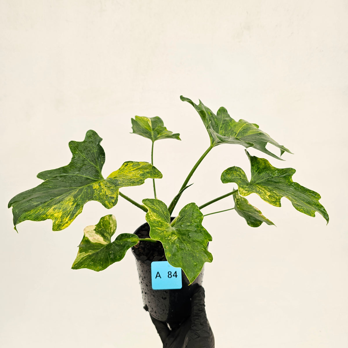 Philodendron bipinnatifidum variegata - SALE