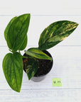 Monstera karstenianum 'Peru Variegata'
