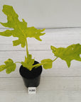 Philodendron warscewiczii Gold Variegata