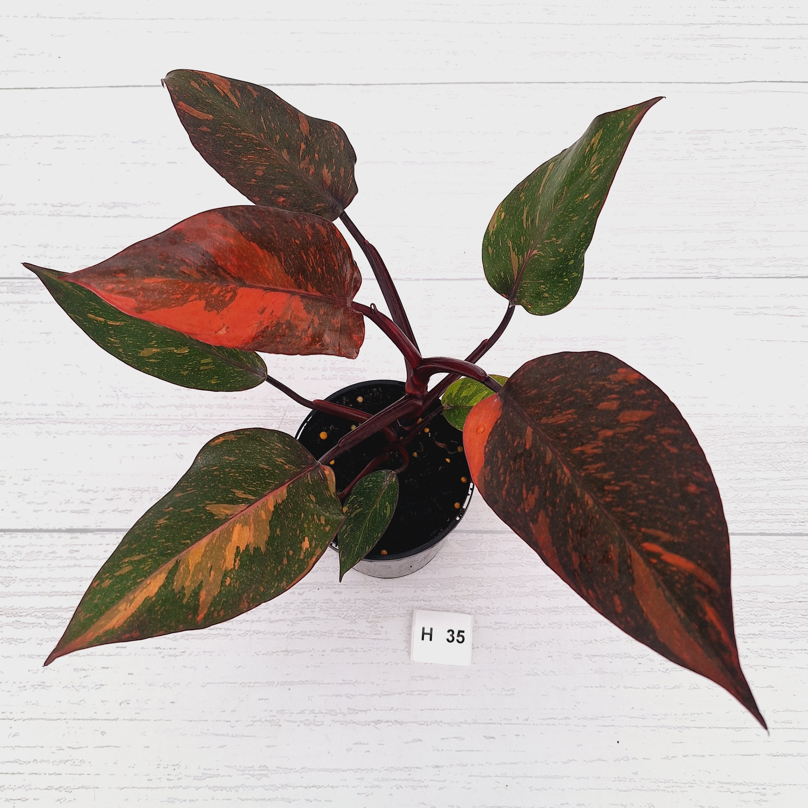 Philodendron 'Orange Princess' - FLASH SALE