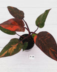 Philodendron 'Orange Princess' - FLASH SALE