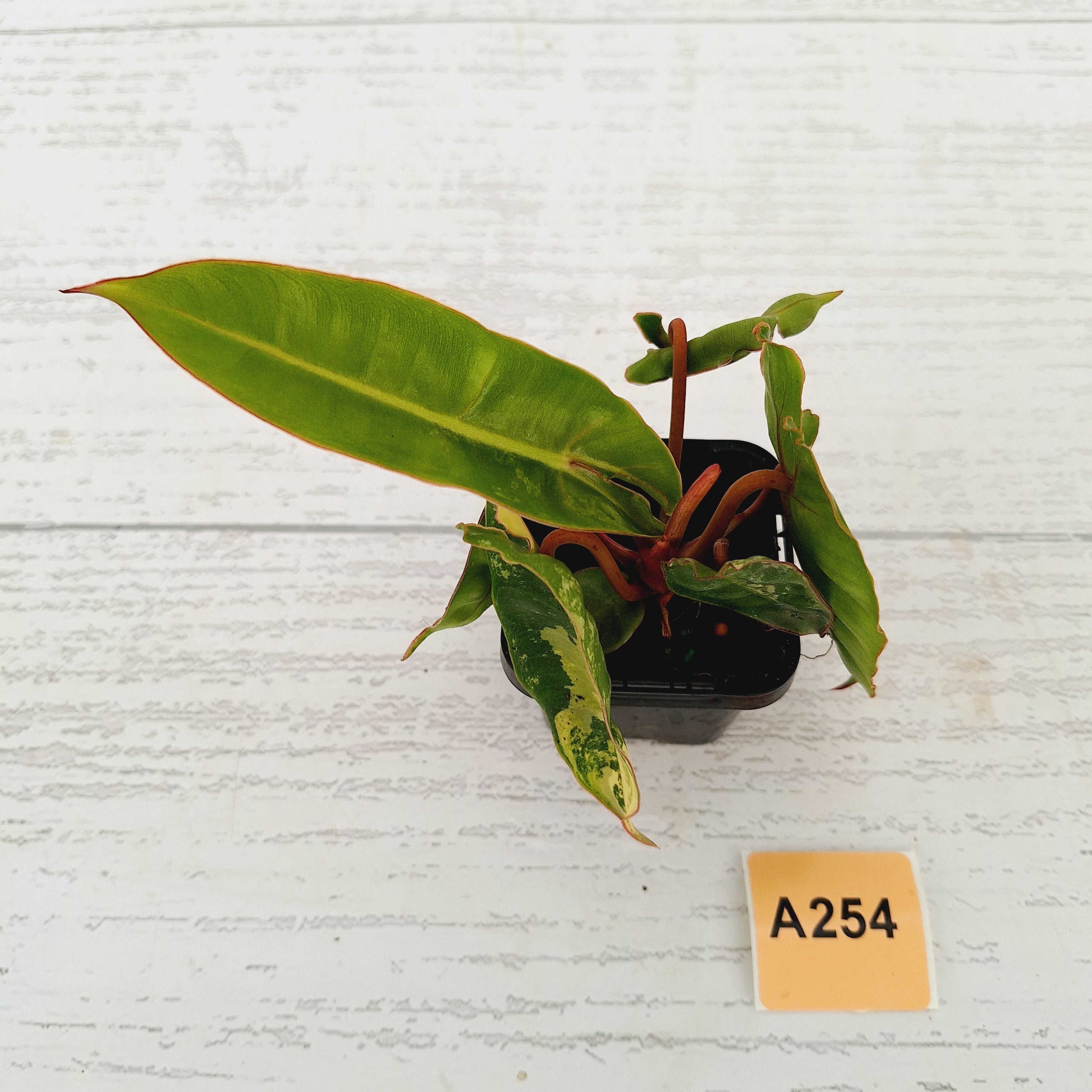 Philodendron billietiae Variegata