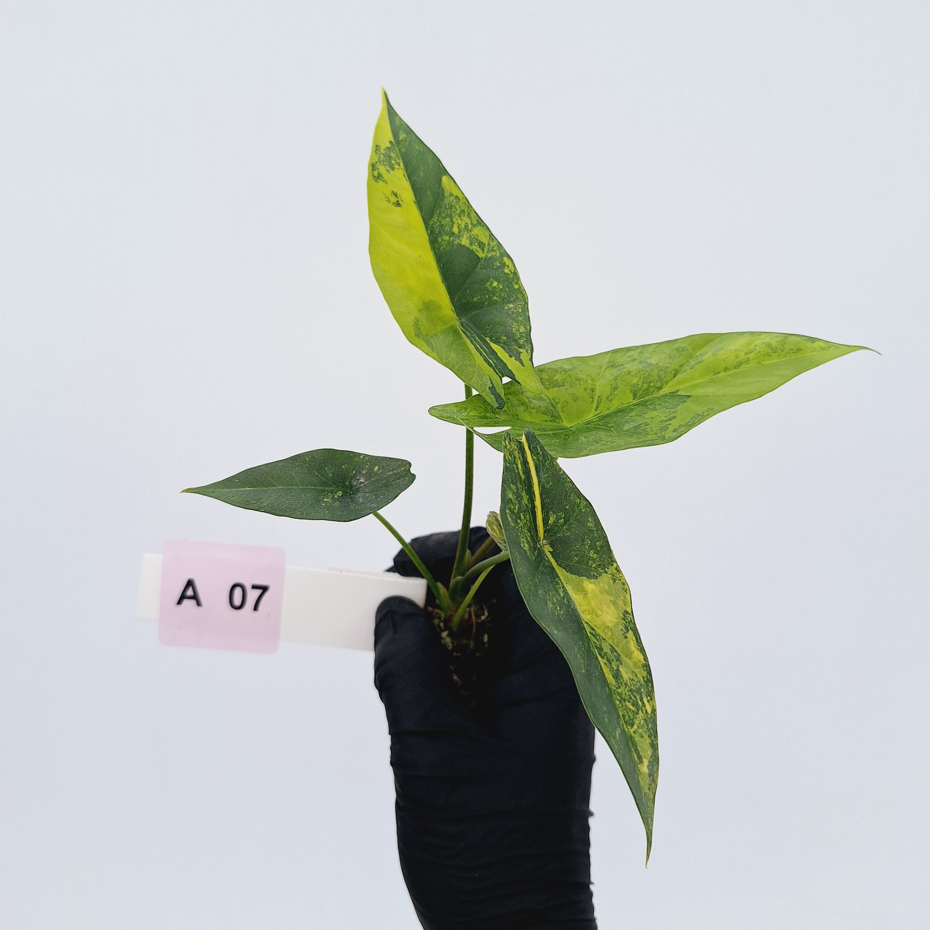 Alocasia ‘Simpo Aurea’ Variegata - Bare Bottom Baby