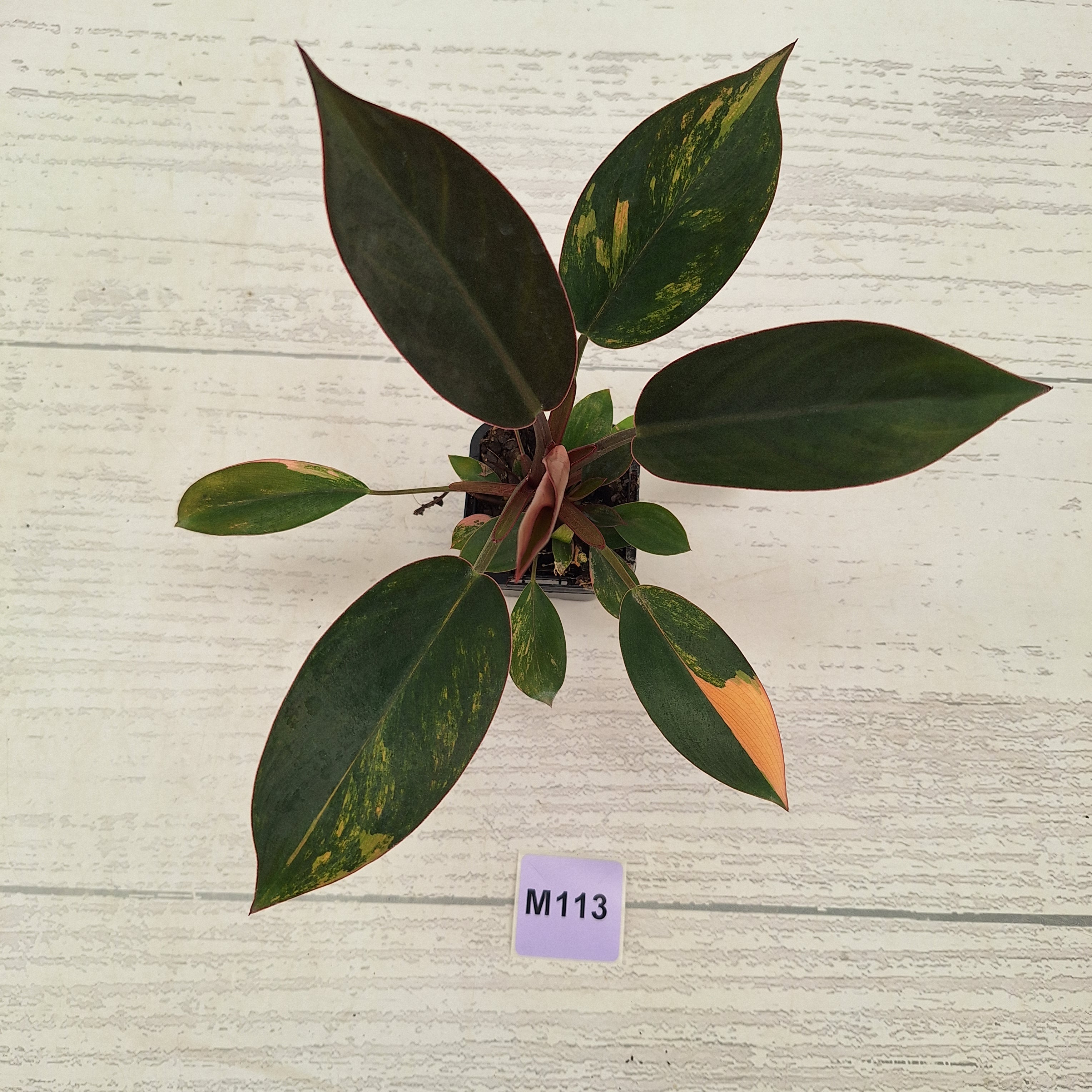 Philodendron 'Rojo Congo Variegated' 70mm