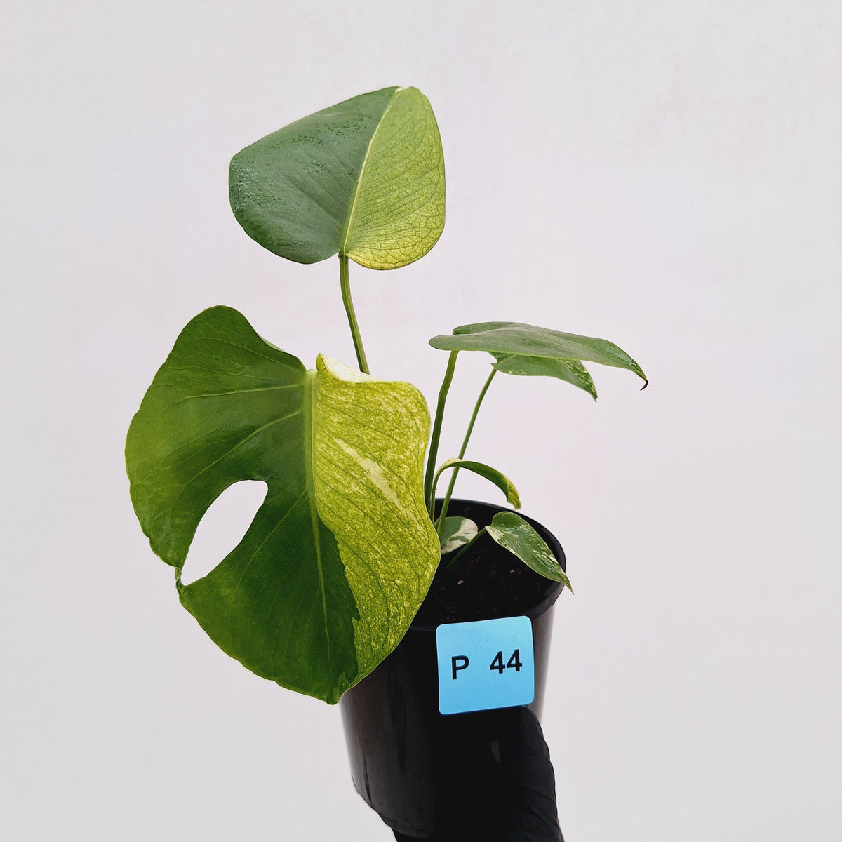 Monstera Deliciosa 'White Monster'